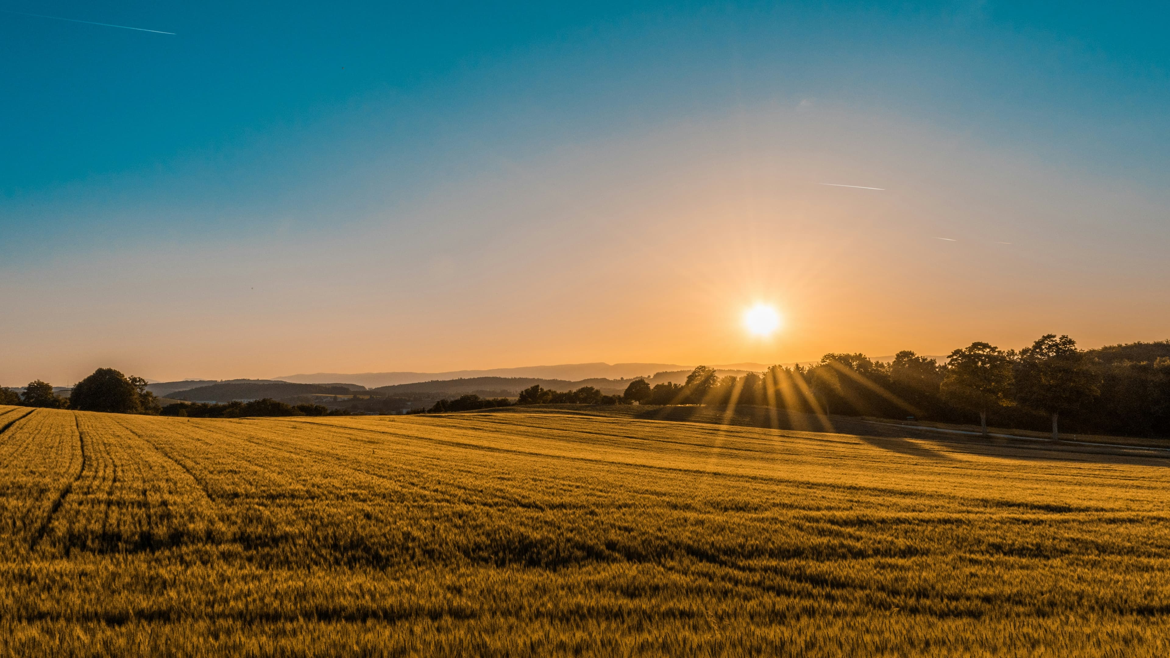 Golden wheat fields at sunset in Nottinghamshire